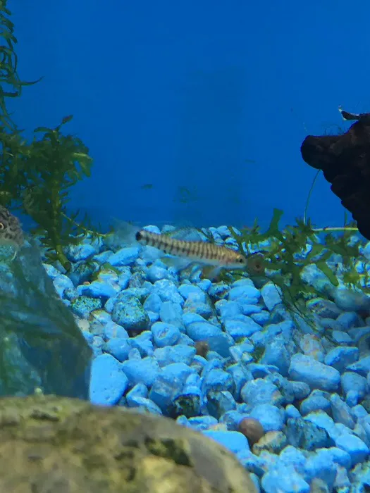 A’s Aquatics & Pet Store Picture 7