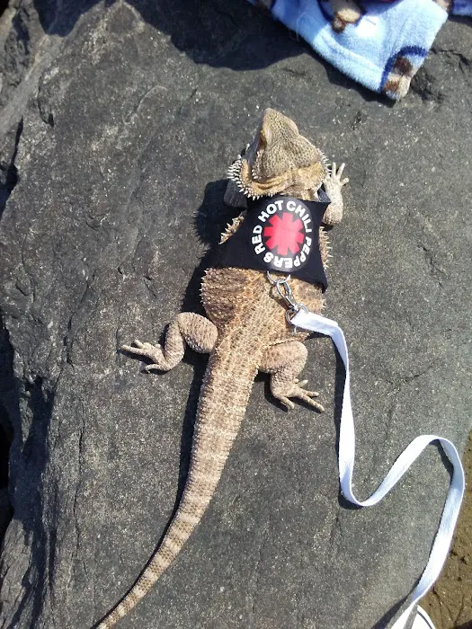 A’s Aquatics & Pet Store Picture 2