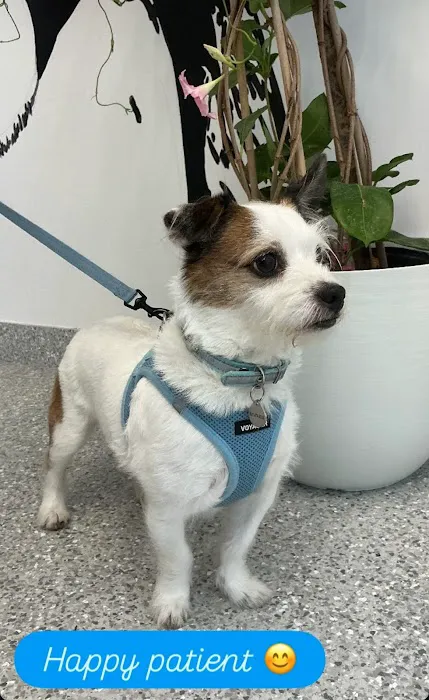 Brighton Beach Animal Clinic Picture 2