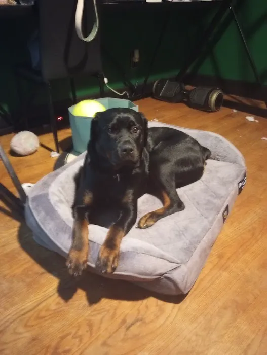 The Perfect Puppy Picture 1