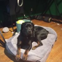 The Perfect Puppy ico