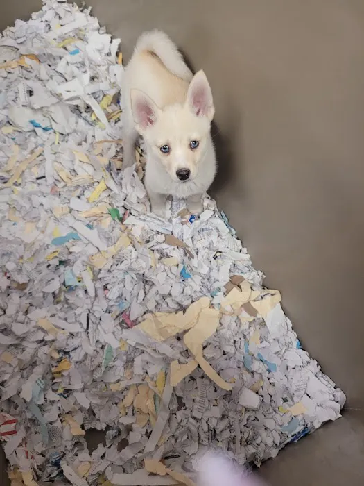 The Perfect Puppy Picture 8