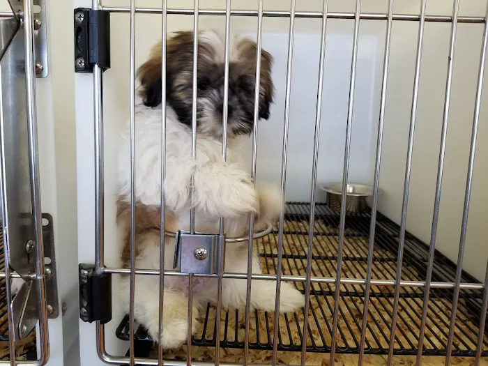 The Perfect Puppy Picture 10