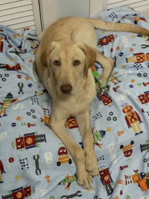 The Perfect Puppy Picture 6