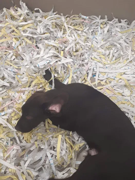 The Perfect Puppy Picture 5