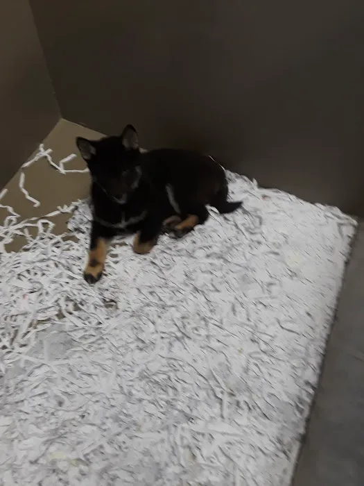 The Perfect Puppy Picture 9