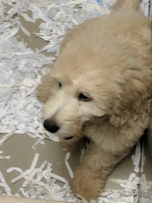 The Perfect Puppy Picture 3