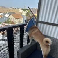 Manhattan Beach Animal Clinic ico
