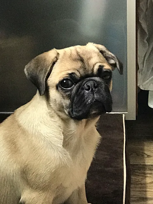 Manhattan Beach Animal Clinic Picture 2