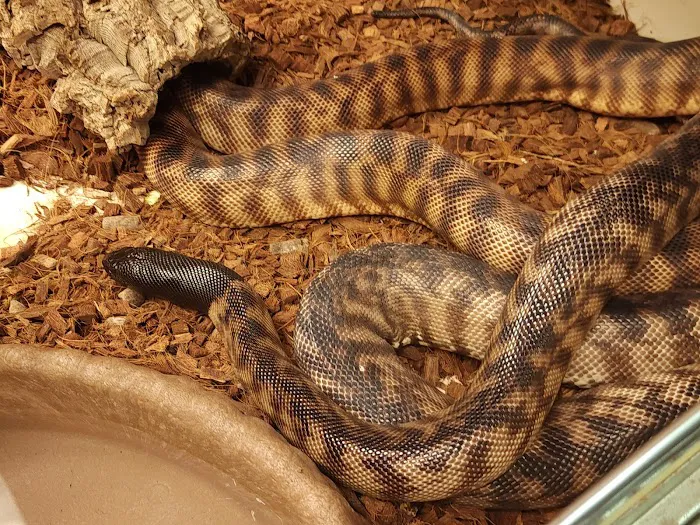 401 Reptiles Picture 1