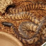 401 Reptiles