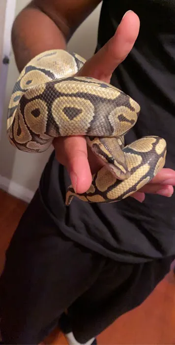 401 Reptiles Picture 4