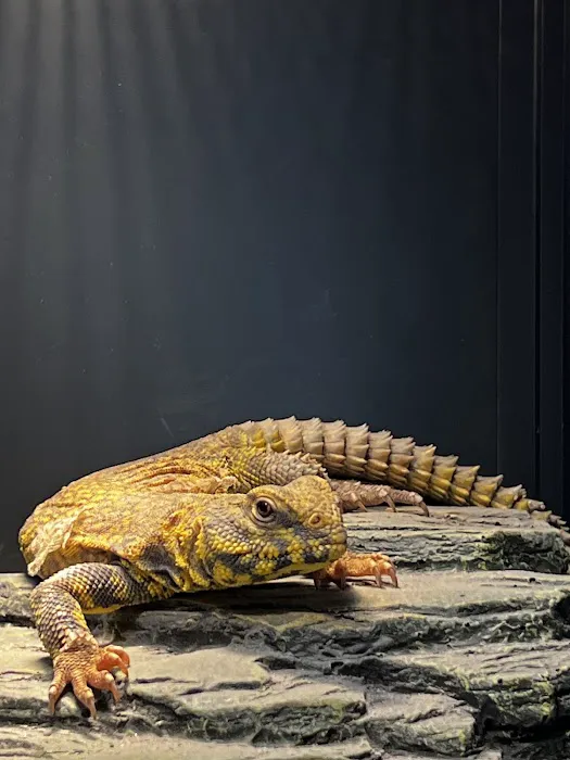 401 Reptiles Picture 9