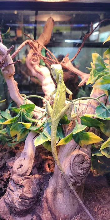 401 Reptiles Picture 6