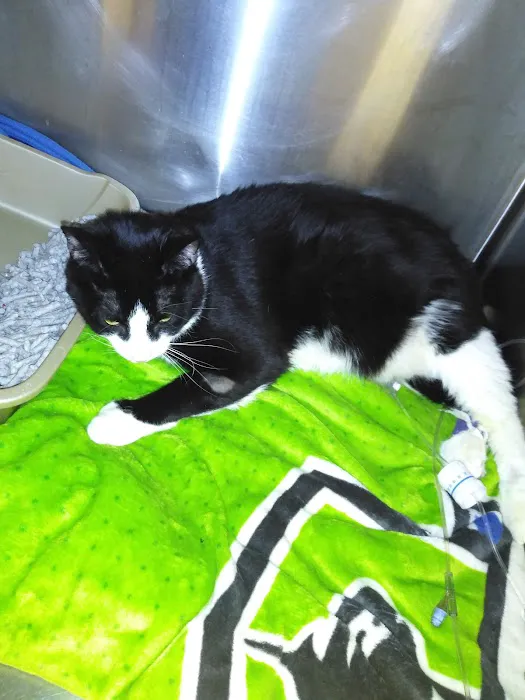 Faithful Friends Animal Hospital Picture 6