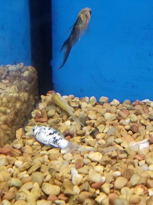 Petco Picture 7