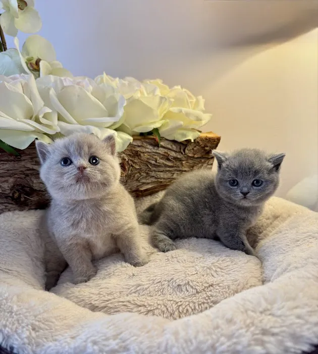 Small Friends Veterinary Clinic dr. Olga Korobkova Picture 7