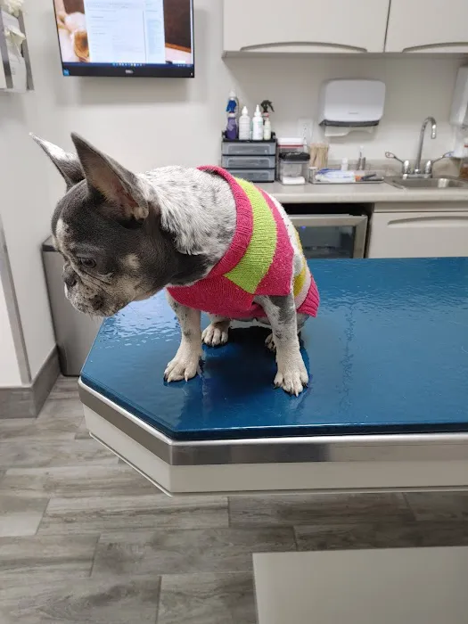 Small Friends Veterinary Clinic dr. Olga Korobkova Picture 3