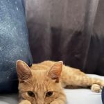 Small Friends Veterinary Clinic dr. Olga Korobkova