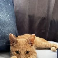 Small Friends Veterinary Clinic dr. Olga Korobkova ico