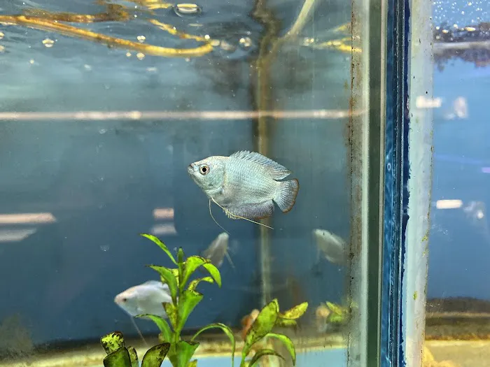 Fish Bowl Aquarium & Pet Mart Picture 7