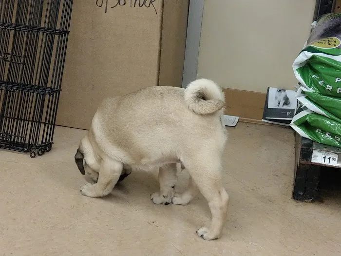 Petco Vaccination Clinic Picture 3