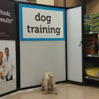 Petco Vaccination Clinic ico