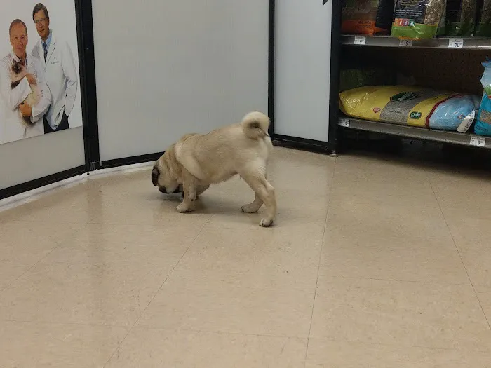 Petco Vaccination Clinic Picture 4