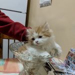 Furry Dream Cattery