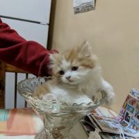 Furry Dream Cattery ico
