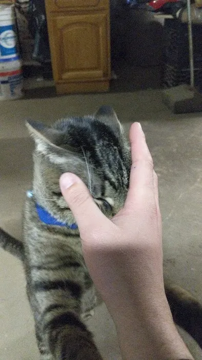 Furry Dream Cattery Picture 4