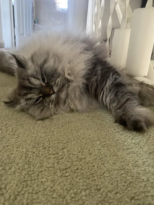 Furry Dream Cattery Picture 5