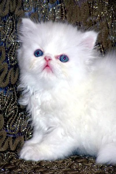 Furry Dream Cattery Picture 10