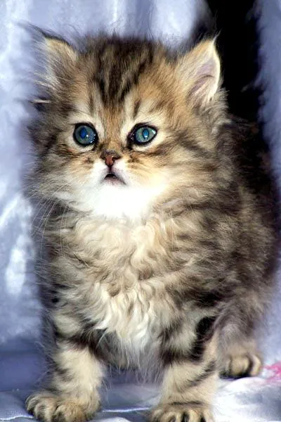 Furry Dream Cattery Picture 9