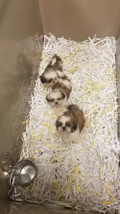 The Perfect Puppy Picture 4