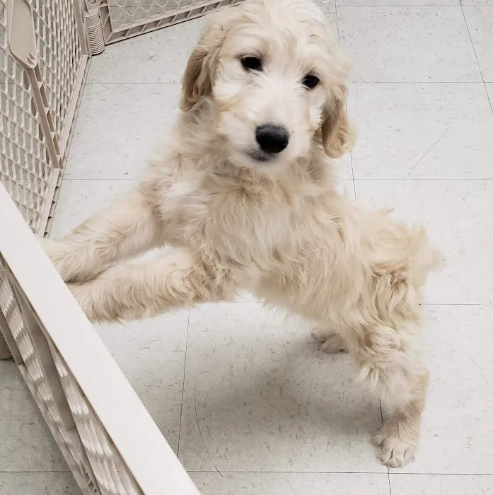 The Perfect Puppy Picture 7