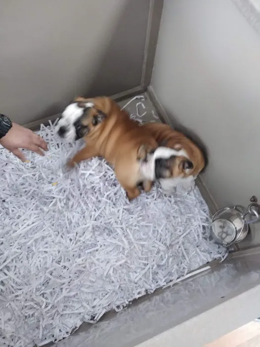 The Perfect Puppy Picture 2
