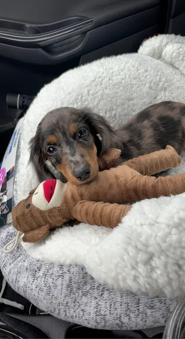 The Perfect Puppy Picture 6