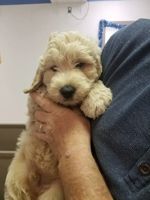 The Perfect Puppy Picture 5