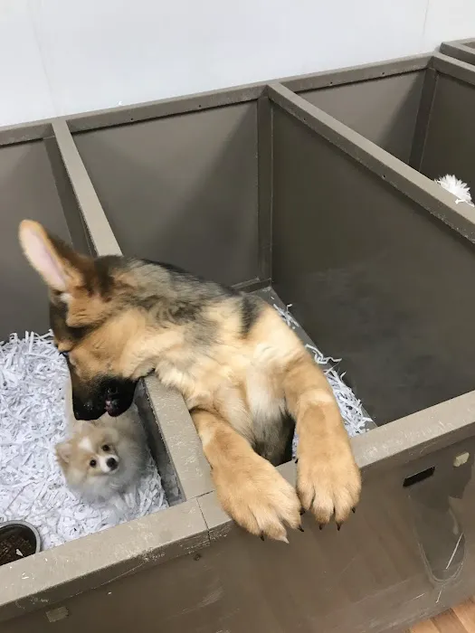 The Perfect Puppy Picture 1