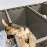 The Perfect Puppy