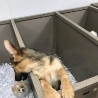 The Perfect Puppy ico