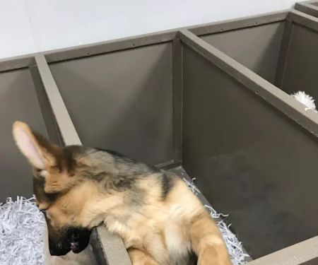 The Perfect Puppy