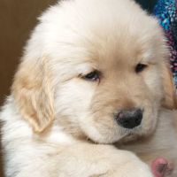 Olde Towne Animal Hospital ico