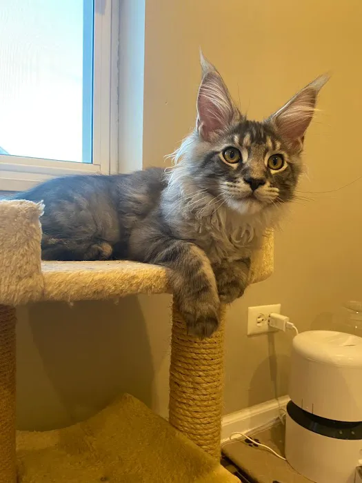 Fluffy and Adorable Corp Boston Picture 7