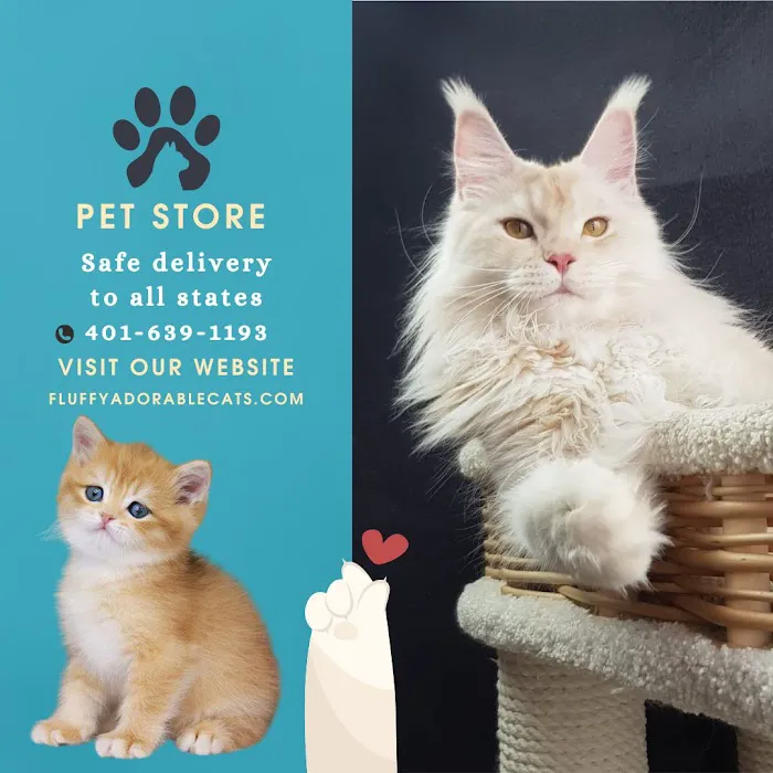 Fluffy and Adorable Corp Boston Picture 8