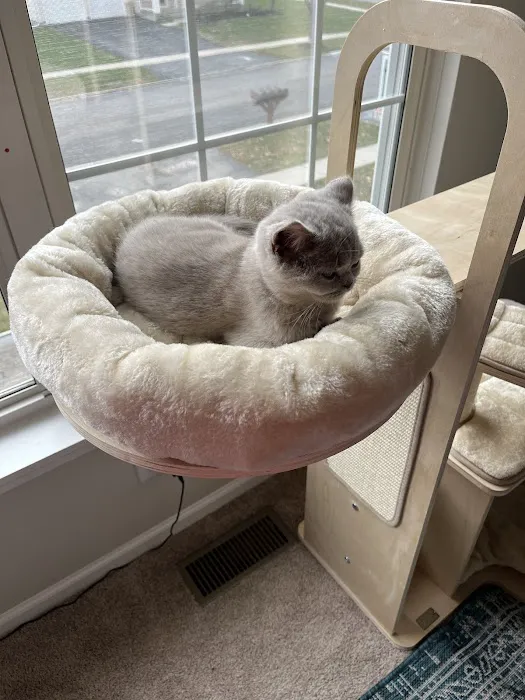 Fluffy and Adorable Corp Boston Picture 6
