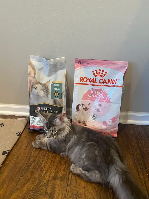 Fluffy and Adorable Corp Boston Picture 9