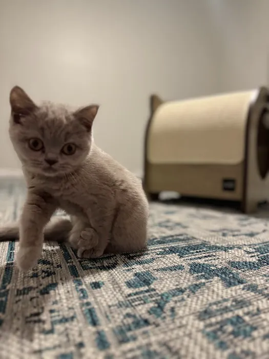Fluffy and Adorable Corp Boston Picture 2