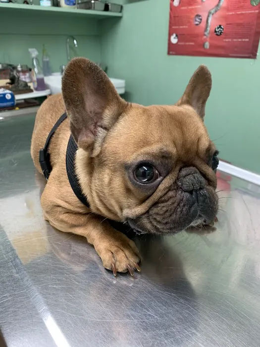 Tri-Boro Animal Hospital Picture 3